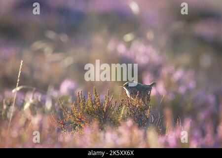 Nel sole estivo un po 'di strupo (Troglodytes troglodytes) si trova sulla erica vicino a Dunkery, Exmoor, Somerset ovest Foto Stock