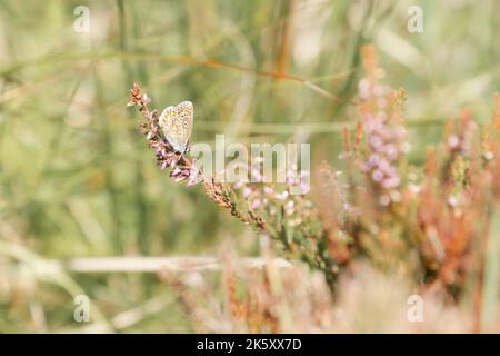 Una farfalla blu comune (Polyommatus icarus) riposa al sole su un fiore di erica su Exmoor vicino a Dunkery Beacon, Somerset occidentale Foto Stock