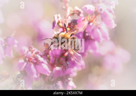 Un'ape di miele (Apis mellifera) si nutre dell'erica rosa che cresce sulle brughiere di Dunkery, Exmoor, Somerset occidentale Foto Stock