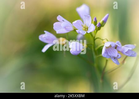 I delicati fiori porpora e bianchi dello smock ladys (Cardamine pratensis) crescono a Exmoor a Haddon Hill Foto Stock