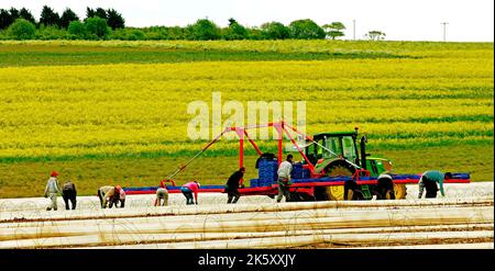 Lavoratori agricoli immigrati, lavoratori occasionali su Asparagus Field, Norfolk, Regno Unito Foto Stock