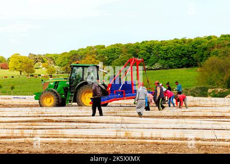 Lavoratori agricoli immigrati, lavoratori occasionali su Asparagus Field, Norfolk, Regno Unito Foto Stock