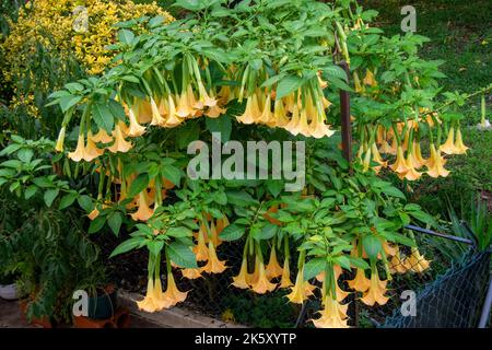 Brugmansia è un genere di piante della famiglia delle Solanaceae. Sono alberi legnosi o arbusti, con fiori pendolari. Foto Stock