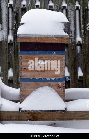 Due profonde api Hive coperte di neve in inverno Foto Stock