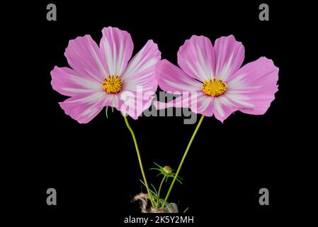Rosa chiaro Cosmos fiori isolati su sfondo. Foto Stock