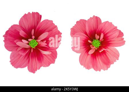Rosa chiaro Cosmos fiori isolati su sfondo. Foto Stock