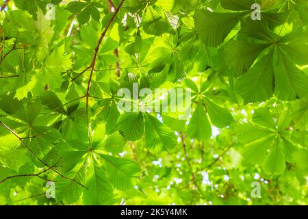 Corona verde di foglie di castagno. Sfondo naturale, concetto estivo Foto Stock