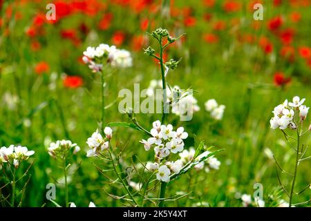 Un primo piano di delicati fiori di PORSE (Capsella bursa-pastoris) in un campo con fiori rossi su sfondo sfocato Foto Stock