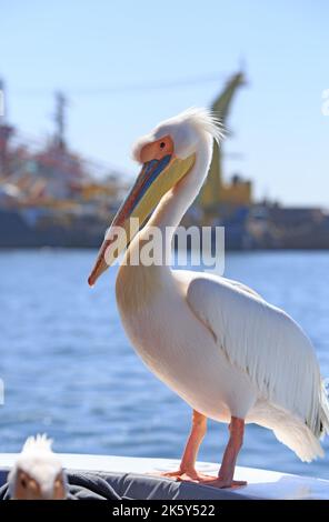 Telaio completo di un grande Pelican bianco arroccato su una barca con un vecchio peschereccio fuori fuoco sullo sfondo, Walvis Bay, Namibia Foto Stock