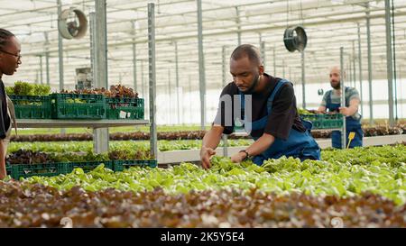 African american bio farm worker raccolta lattuga verde pronto per la consegna in rack con casse spinte da donna in serra. Raccoglitrice di verdure che raccoglie piante organiche coltivate senza pesticidi. Foto Stock