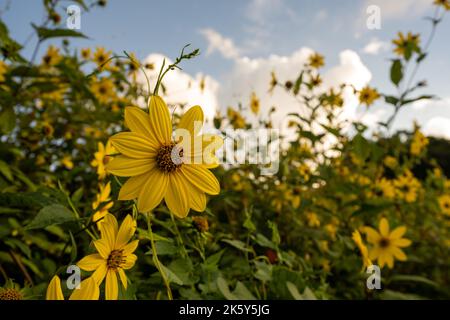 Primo piano di girasole a fine estate nel Great Smoky Mountains National Park Foto Stock