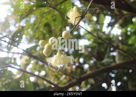 Primo piano di guava d'acqua con sfondo sfocato nel giardino. Buono per la salute perché contiene un sacco di vitamine e nutrienti. Foto Stock