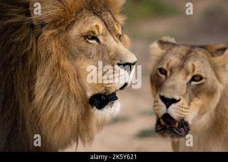 Momento intimo condiviso da questa coppia amorevole di leoni africani, Mighty animale selvaggio in natura, che vagano tra le praterie e la savana dell'Africa Foto Stock