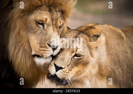 Momento intimo condiviso da questa coppia amorevole di leoni africani, Mighty animale selvaggio in natura, che vagano tra le praterie e la savana dell'Africa Foto Stock