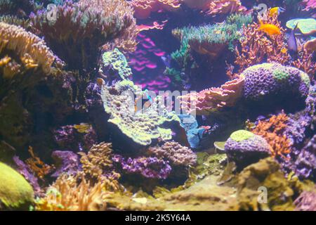 Natura subacquea colorata . Splendido paesaggio sottomarino Foto Stock