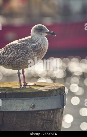 Seagull in piedi in pole a Harbor. Foto di alta qualità Foto Stock