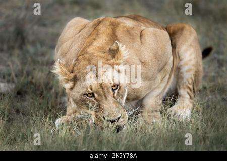 Maestosa leonessa africana Regina della giungla - Mighty animale selvaggio dell'Africa in natura Foto Stock