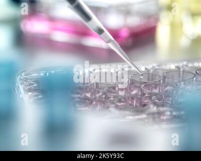 Il pipettatore scientifico pipettando i campioni in una piastra a più pozzetti in laboratorio Foto Stock