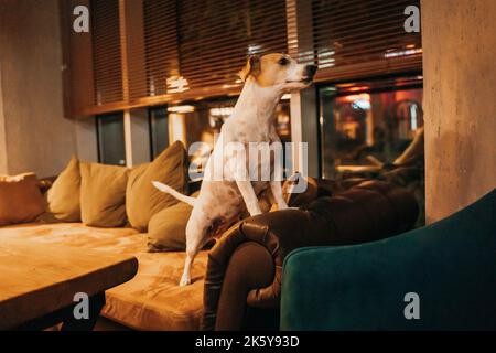 il cane è in piedi sul divano e guarda fuori dalla finestra Foto Stock