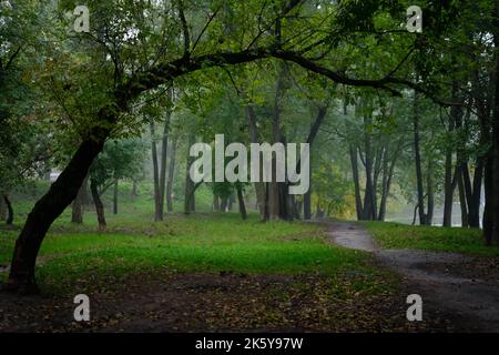 Misterioso sentiero pieno di radici nel mezzo di conifere lignee Foto Stock