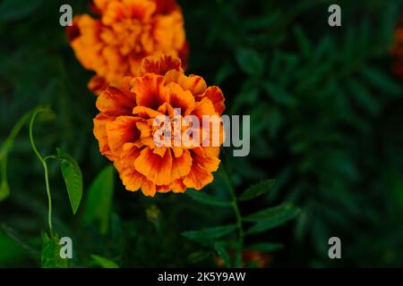 I marigolds nel flowerbed fioriscono splendidamente Foto Stock