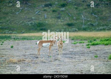 Grand Tetons National Park, Wyoming, USA. Pronghorn femminile nella zona di Mormon Row. Foto Stock