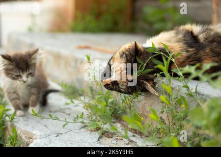 Gatti in estate sulla strada. Gatti in campagna. Foto Stock