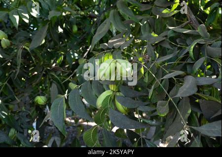 Piantagione di noci pecan vicino a Paphos con noci verdi immature, Cipro Foto Stock