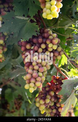 Grappoli di uva da tavola a maturazione rosa bacche appese dal pergolato in giardino su Cipro, cibo sano Foto Stock