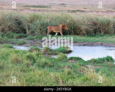 Leone in movimento nel Parco Nazionale di Serengeti, Tanzania, Africa Orientale Foto Stock