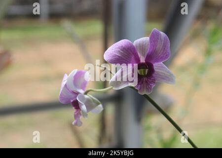 Fuoco selettivo di dendrobium larat orchid (bangkok fantasia) nel giardino. Con il nome latino Dendrobium bigibbum o Dendrobium Phalaenopsis. Foto Stock