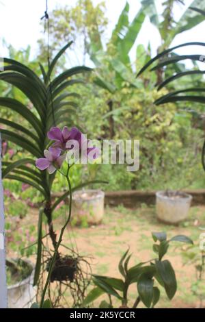 Fuoco selettivo di dendrobium larat orchid (bangkok fantasia) nel giardino. Con il nome latino Dendrobium bigibbum o Dendrobium Phalaenopsis. Foto Stock