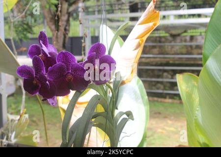 Fuoco selettivo di bella Vanda pura cera blu 'PLE' fiori orchidee in giardino. Sfondo sfocato. Orchidea di banda blu. Foto Stock