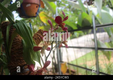 Foto sfocata della bella Dendrobium Sampran Red Orchidee fiore fioritura in giardino. Foto Stock