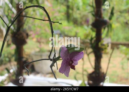 Orchidea viola. Fuoco selettivo di orchidee rosa Doritaenopsis (phalaenopsis) nel giardino con sfondo sfocato. Foto Stock