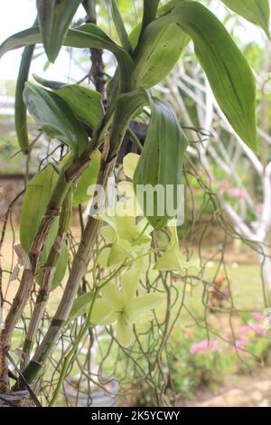 Primo piano della bella dendrobium areedang fiori orchidee verdi in giardino su sfondo sfocato. Ottimo per decorazioni interne ed esterne. Foto Stock