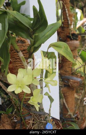 Primo piano della bella dendrobium areedang fiori orchidee verdi in giardino su sfondo sfocato. Ottimo per decorazioni interne ed esterne. Foto Stock
