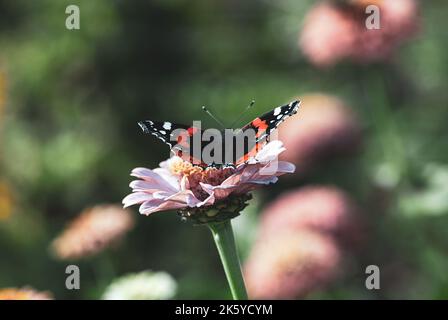 Farfalla ammiraglio rossa sul fiore di Zinnia - Vanessa atalanta foraging in giardino Foto Stock