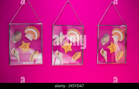 Cornici fotografiche con conchiglie e stelle marine sullo sfondo rosa delle pareti. Conchiglie in quadri incorniciati sul muro. Interno per la casa. Decorazione ho Foto Stock