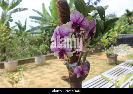 Fuoco selettivo di dendrobium larat orchid (bangkok fantasia) nel giardino. Con il nome latino Dendrobium bigibbum o Dendrobium Phalaenopsis. Foto Stock