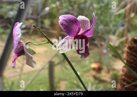 Fuoco selettivo di dendrobium larat orchid (bangkok fantasia) nel giardino. Con il nome latino Dendrobium bigibbum o Dendrobium Phalaenopsis. Foto Stock