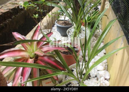 Bellezza delle piante ornamentali su sfondo bianco in pietra nel giardino. Messa a fuoco selettiva. Natura sfondo. Foto Stock