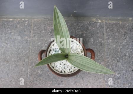 Primo piano di una pianta di Sansivera in argento in una pentola su uno sfondo sfocato. Il nome indonesiano è la lingua della suocera argentata. Piante ornamentali a casa Foto Stock