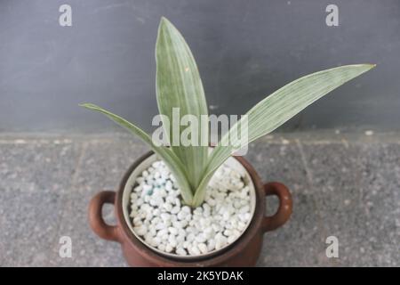 Primo piano di una pianta di Sansivera in argento in una pentola su uno sfondo sfocato. Il nome indonesiano è la lingua della suocera argentata. Piante ornamentali a casa Foto Stock