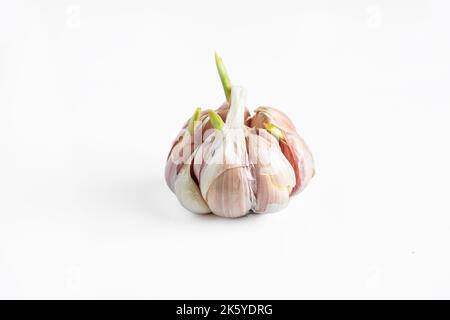 Testa di aglio germogliata su fondo bianco. Spicchi di aglio con germogli verdi. Foto Stock