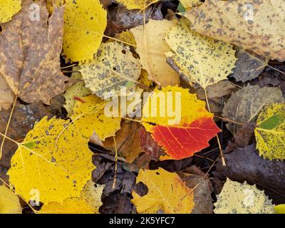Foglia di Aspen Bigtooth che si posa a terra in autunno. Quebec, Canada Foto Stock