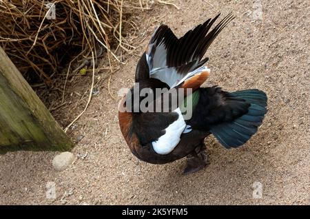 Una Shelduck australiana (Tadorna tadornoides) al Featherdale Wildlife Park a Sydney, nel nuovo Galles del Sud, Australia. (Foto di Tara Chand Malhotra) Foto Stock