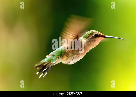 Primo piano isolato di un colibrì in volo. Foto Stock