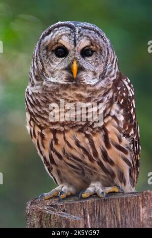 Un ritratto di un gufo sbarrato Foto Stock