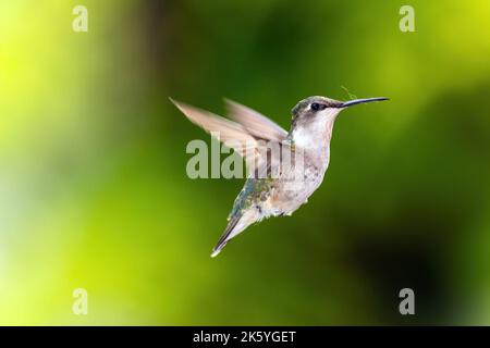 Primo piano isolato di un colibrì in volo. Foto Stock